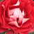 Czerwono - biały  - Róże rabatowe floribunda - Picasso